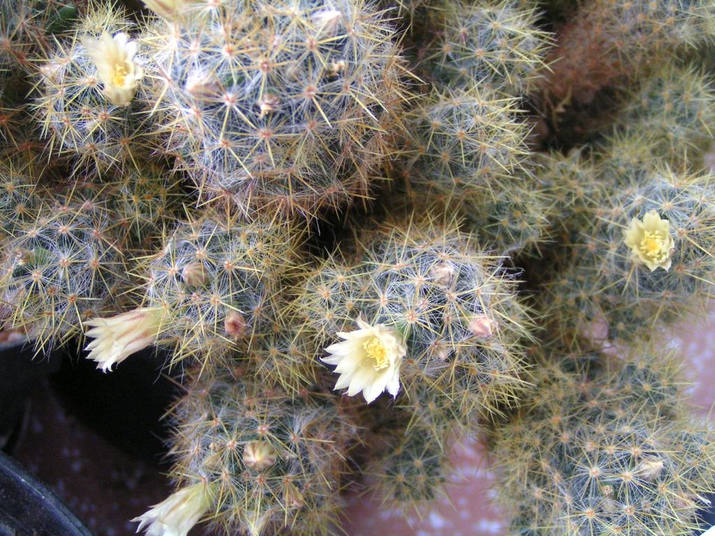 Mammillaria prolifera